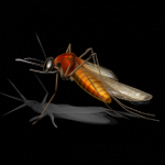 zanzara.PNG